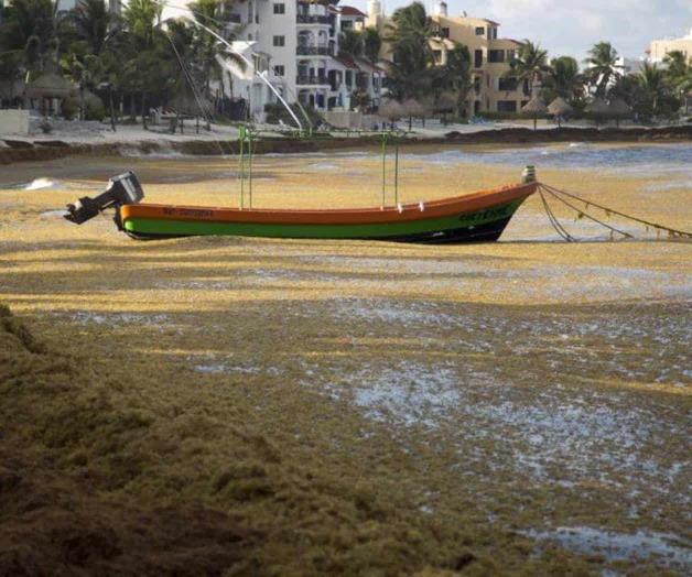 Caribe mexicano podría vivir peor brote de sargazo en 5 años