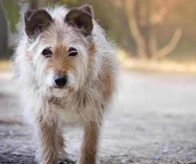 Es un delito ya el abandono animal