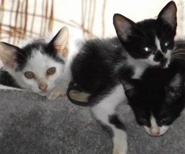 Instalarán Consejo de Protección Animal Instalarán Consejo de Protección Animal