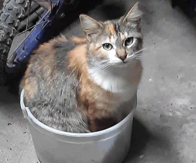 Padecen felinos ‘Sida’ entre ellos Padecen felinos ‘Sida’ entre ellos