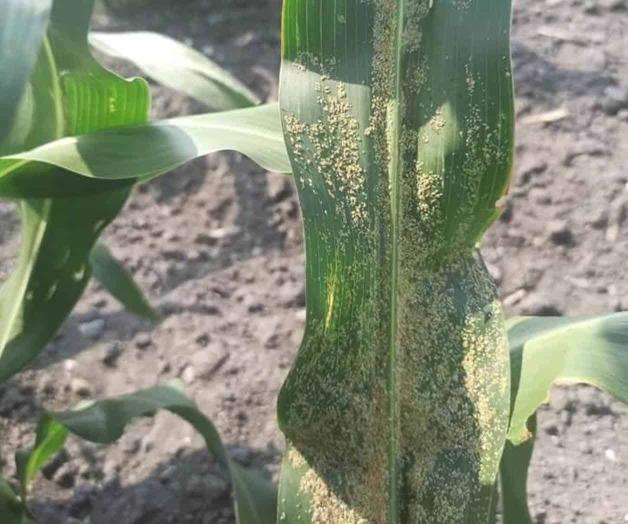 Alerta por presencia de pulgón amarillo Alerta por presencia de pulgón amarillo