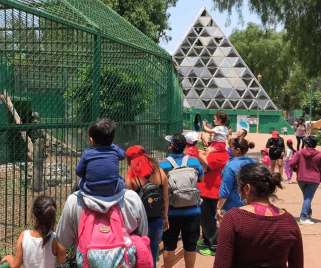 Reabren zoológico de Neza tras ataque de lobo a niño