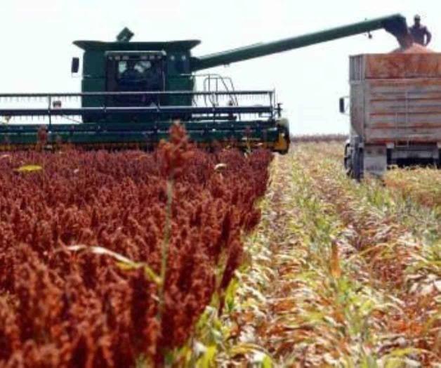 Prevén alto rendimiento en cosecha de sorgo Prevén alto rendimiento en cosecha de sorgo