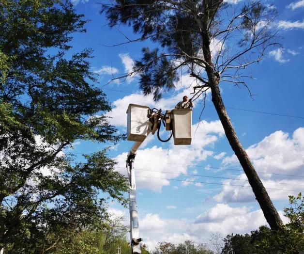 Previene la CFE daños por árboles Previene la CFE daños por árboles