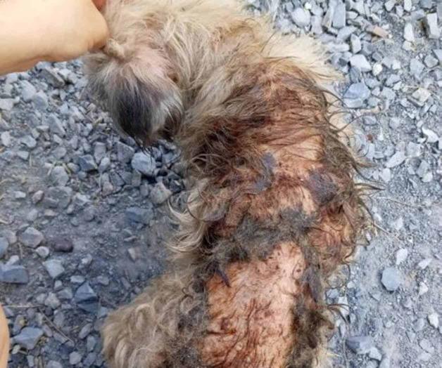 Denuncian tortura brutal de mascota en la 1 de Mayo 