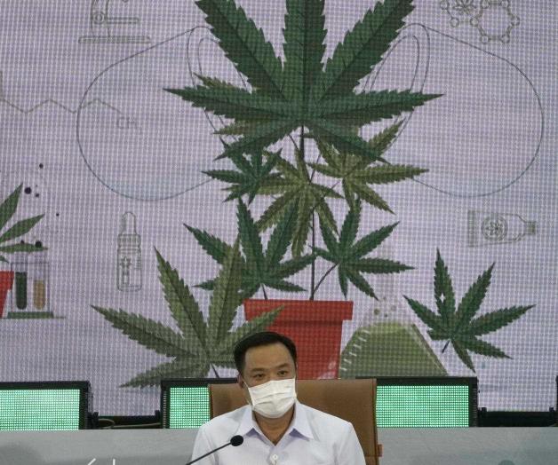 Distribuirá Tailandia plantas de mariguana
