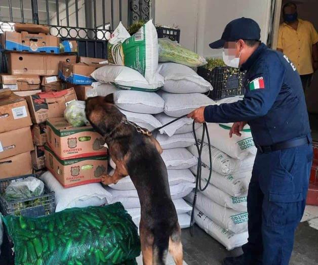 Trabajan duro caninos; realizan 700 mil operativos en seis años