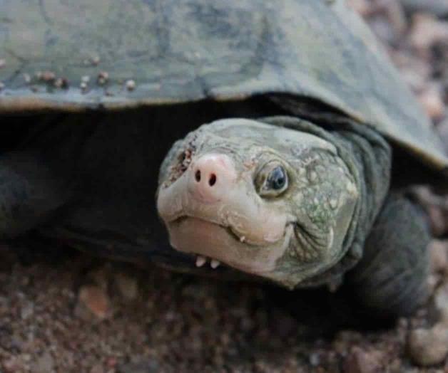 Una tortuga dada por extinta, resucitada por el ADN ambiental Una tortuga dada por extinta, resucitada por el ADN ambiental