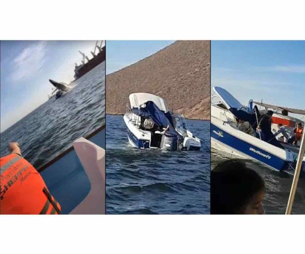 Cae ballena sobre yate (VIDEO)