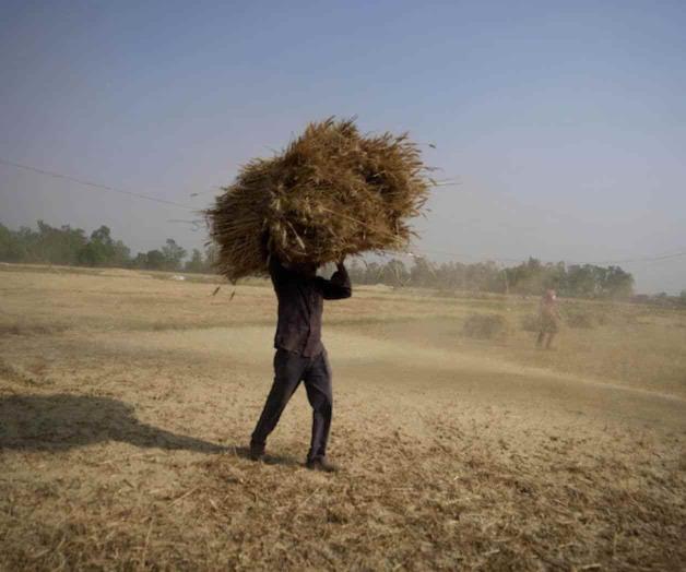 Acepta India vender trigo