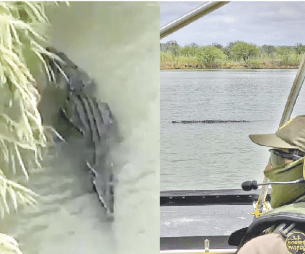 ¡Cocodrilos en el río Bravo!