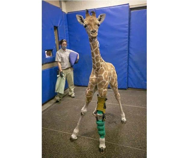 Salvan a jirafa bebé Salvan a jirafa bebé