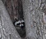 Invaden mapaches la zona Conurbada