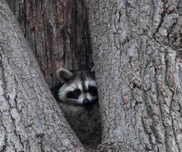 Invaden mapaches la zona Conurbada