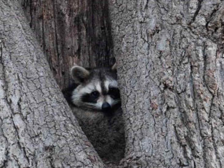 Invaden mapaches la zona Conurbada Invaden mapaches la zona Conurbada
