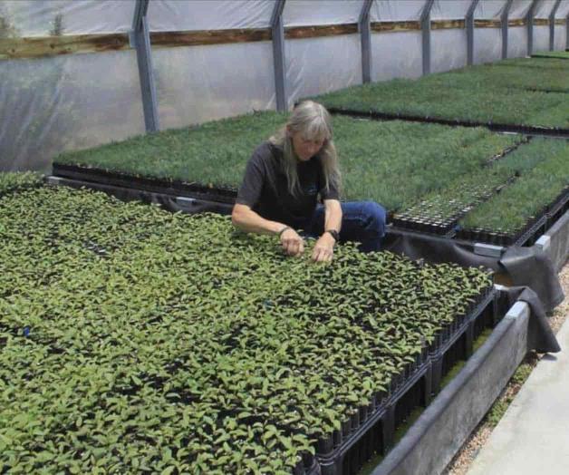 Salvan semillas y brotes de gran valor incalculable