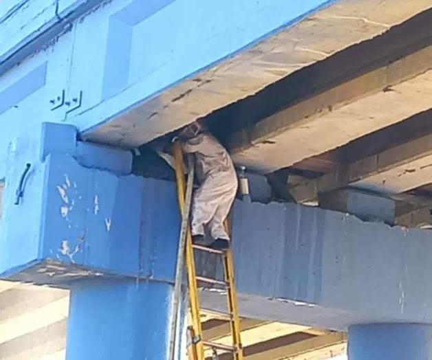 Alerta PC por aumento en ataques de abejas