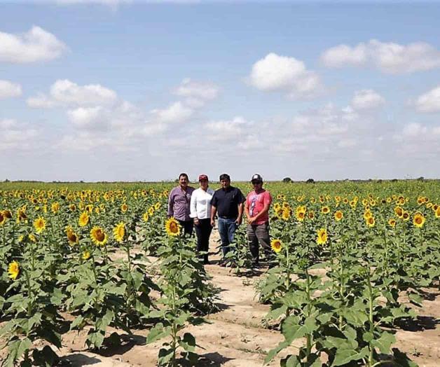 Supervisan avance en cultivo de girasol