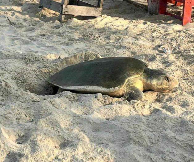 Protegen tortuga Lora