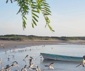 Veda de camarón afecta a miles de pescadores