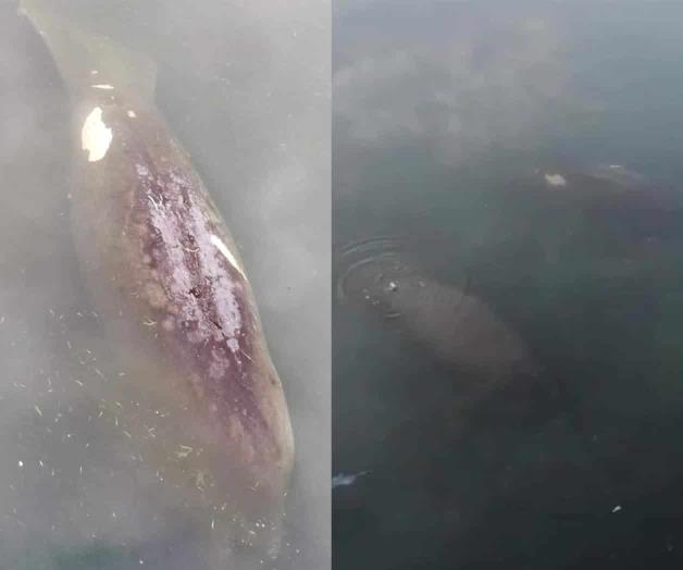 Pasea pareja de Manatíes en la Laguna del Carpintero