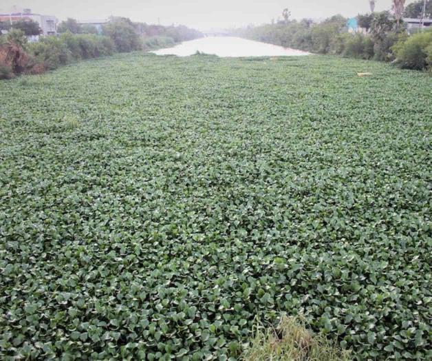 Invade lirio el Anzaldúas Invade lirio el Anzaldúas