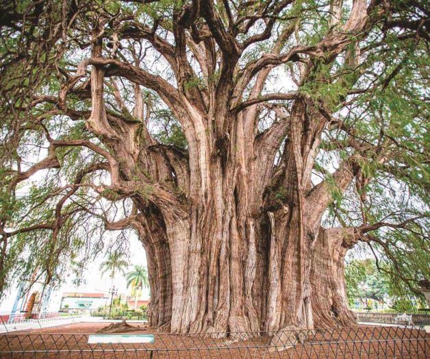 El ahuehuete, árbol nacional y ofrenda en tiempos prehispánicos El ahuehuete, árbol nacional y ofrenda en tiempos prehispánicos