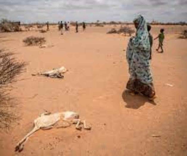 Fallecen 35 niños por la sequía y conflicto
