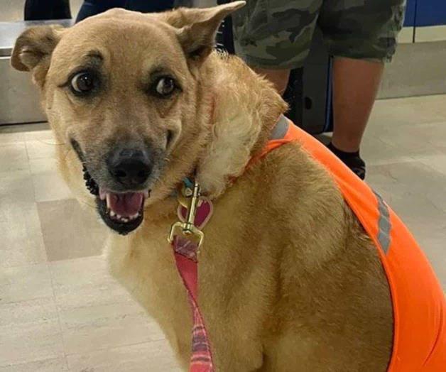 “Me discriminan por ser gorda”: perrita Ramona