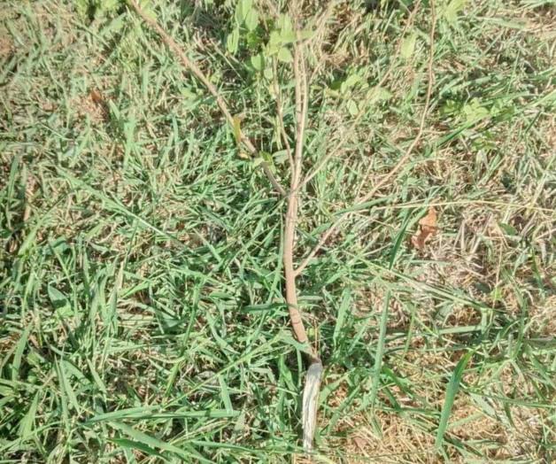 Vecinos reforestan Misiones del Puente 