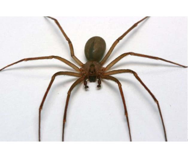 ¿Qué tan peligrosa es la araña violinista? ¿Qué tan peligrosa es la araña violinista?