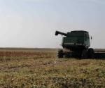 Lluvias no detienen las trillas de sorgo