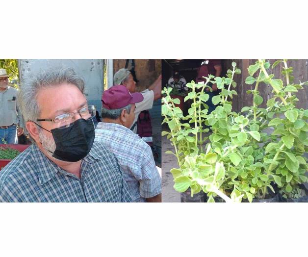 ‘Se requiere reforestación mundial no sólo local’: Worbis Torres