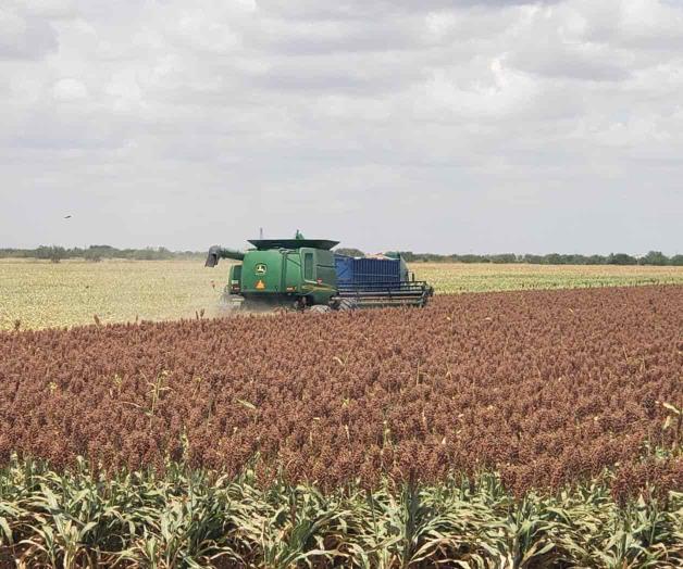 Aceleran trillas por amenaza de lluvia