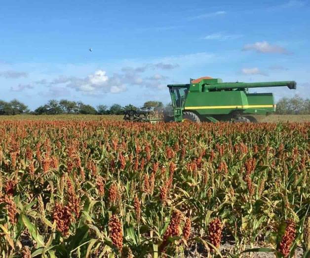 Intensifican trillas