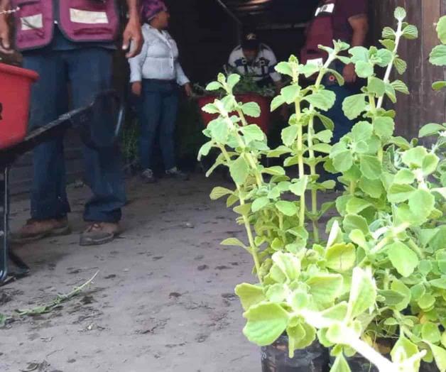 Urge reforestación para evitar cambio climático