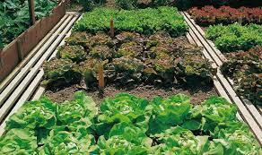 Ofrecerán curso para la creación de huertos