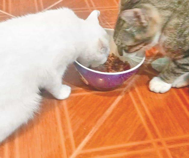 Incumplen alimentos con especificaciones