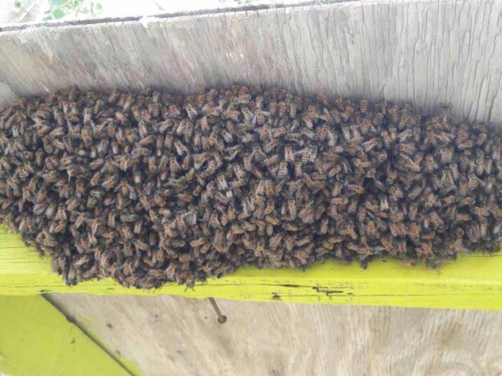 Advierte Bomberos por el ataques de abejas Advierte Bomberos por el ataques de abejas