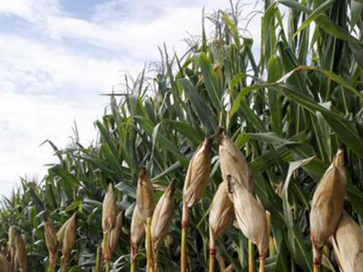 Abren registro para apoyo a productores Abren registro para apoyo a productores