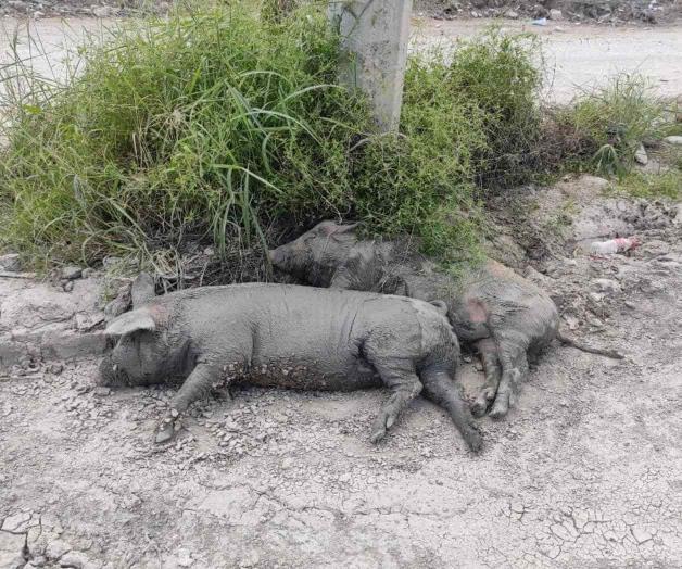 Deambulan cerdos en la Conquistadores; buscan refrescarse ante calor Deambulan cerdos en la Conquistadores; buscan refrescarse ante calor