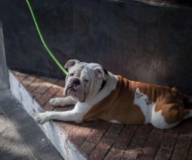 Bulldog inglés: por esto los veterinarios piden ya no criarlos ni comprarlos Bulldog inglés: por esto los veterinarios piden ya no criarlos ni comprarlos