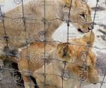 Hospitalizará CDMX a leones en estado crítico