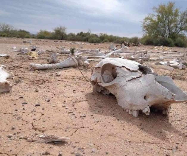 Falta de lluvias provoca escasez de agua y alimento; no hay pastizales Falta de lluvias provoca escasez de agua y alimento; no hay pastizales