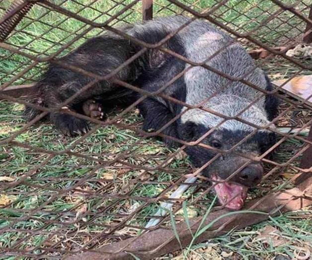 Atrapan un tejón en ciudad Madero