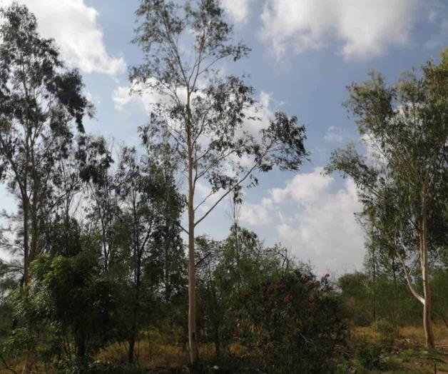 Se recuperan eucaliptos tras embestida por la pandemia