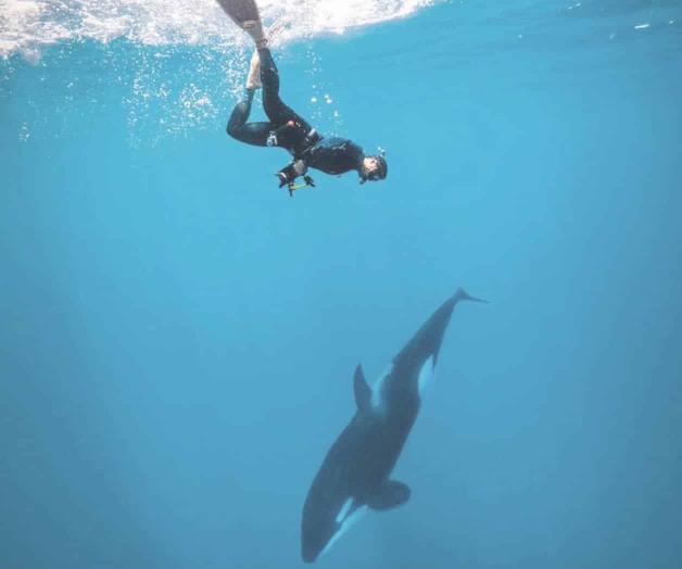 Cara a cara con una orca en el Mar de Cortés