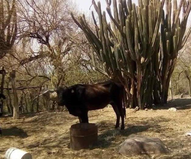 Sequía preocupa al sector ganadero Sequía preocupa al sector ganadero