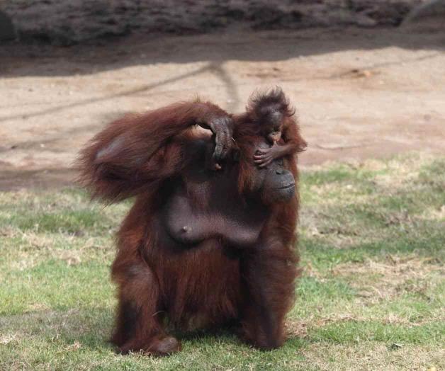 Bebés de orangután disfrutan de su nueva casa Bebés de orangután disfrutan de su nueva casa