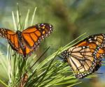 Clasifican a mariposa monarca como especie amenazada